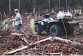 Spraying the newly planted pines